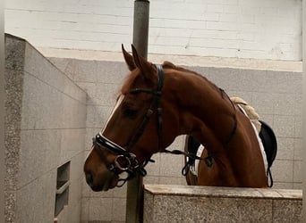 Hanoverian, Gelding, 4 years, 17,1 hh, Chestnut-Red