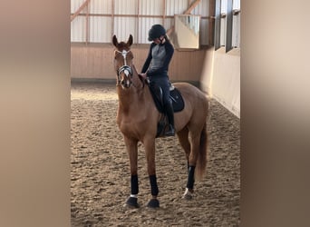 Hanoverian, Gelding, 4 years, 17.1 hh, Chestnut-Red