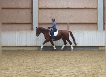 Hanoverian, Gelding, 4 years, 17.1 hh, Chestnut-Red