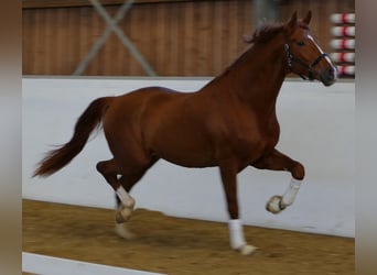 Hanoverian, Gelding, 4 years, 17,1 hh, Chestnut-Red