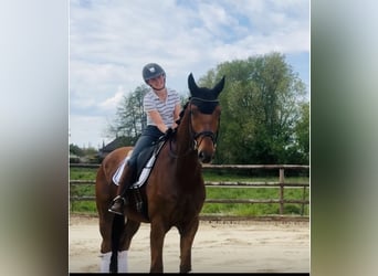 Hanoverian, Gelding, 4 years, 17.2 hh, Chestnut
