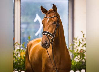 Hanoverian, Gelding, 4 years, 17,2 hh, Chestnut