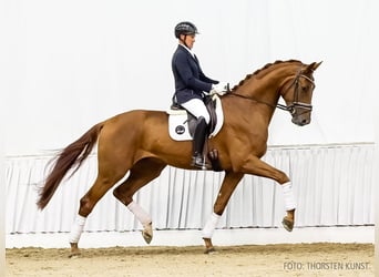 Hanoverian, Gelding, 4 years, 17,2 hh, Chestnut