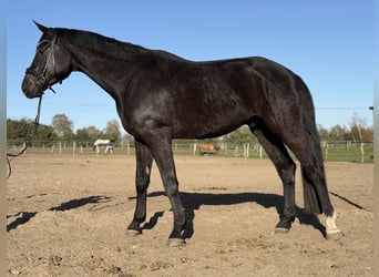Hanoverian, Gelding, 4 years, 17.3 hh, Black