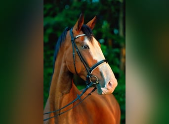 Hanoverian, Gelding, 4 years, 17,3 hh, Brown