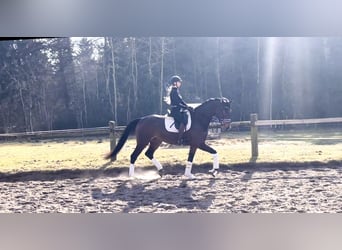 Hanoverian, Gelding, 4 years, 17 hh, Bay-Dark