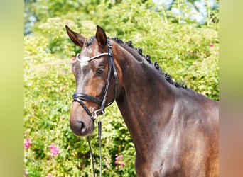Hanoverian, Gelding, 4 years, 17 hh, Bay-Dark