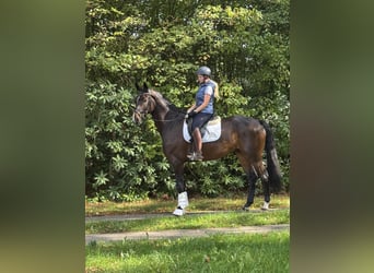 Hanoverian, Gelding, 4 years, 17 hh, Bay-Dark