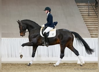 Hanoverian, Gelding, 4 years, 17 hh, Bay-Dark