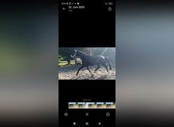 Hanoverian, Gelding, 4 years, 17 hh, Black