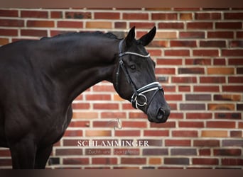 Hanoverian, Gelding, 4 years, 17 hh, Black