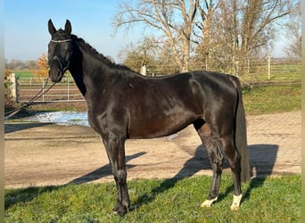 Hanoverian, Gelding, 4 years, 17 hh, Black