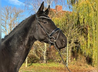 Hanoverian, Gelding, 4 years, 17 hh, Black