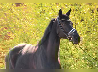 Hanoverian, Gelding, 4 years, 17 hh, Black