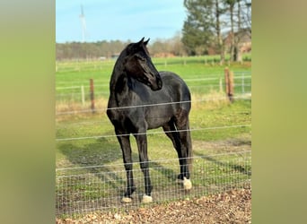 Hanoverian, Gelding, 4 years, 17 hh, Black