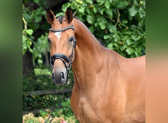 Hanoverian, Gelding, 4 years, 17 hh, Brown