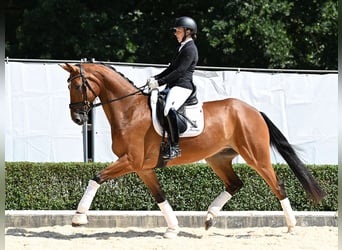 Hanoverian, Gelding, 4 years, 17 hh, Brown