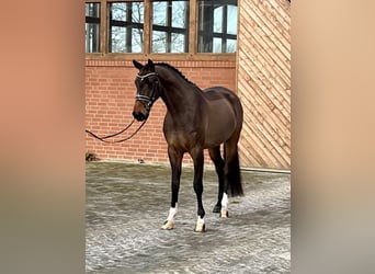 Hanoverian, Gelding, 4 years, 17 hh, Brown