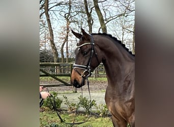 Hanoverian, Gelding, 4 years, 17 hh, Brown