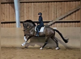 Hanoverian, Gelding, 4 years, 17 hh, Brown