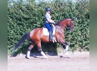 Hanoverian, Gelding, 4 years, 17 hh, Brown