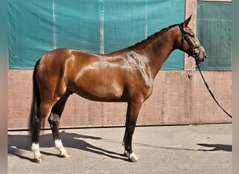 Hanoverian, Gelding, 4 years, 17 hh, Brown