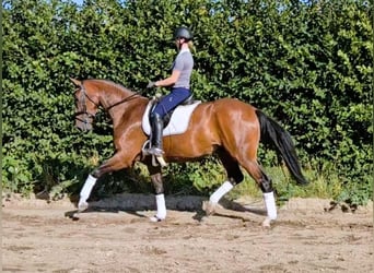 Hanoverian, Gelding, 4 years, 17 hh, Brown