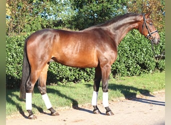 Hanoverian, Gelding, 4 years, 17 hh, Brown
