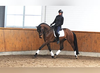Hanoverian, Gelding, 4 years, 17 hh, Brown