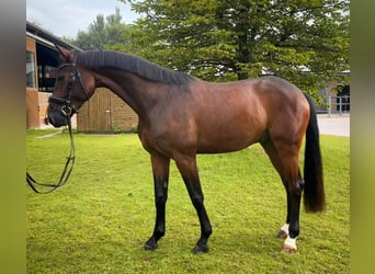 Hanoverian, Gelding, 4 years, 17 hh, Brown