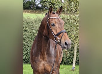 Hanoverian, Gelding, 4 years, 17 hh, Brown