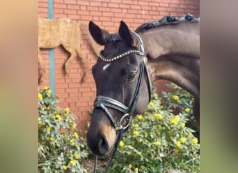 Hanoverian, Gelding, 4 years, 17 hh, Brown