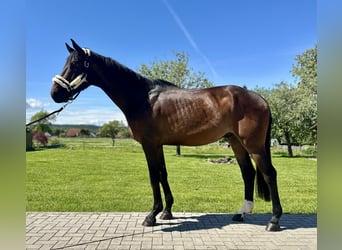 Hanoverian, Gelding, 4 years, 17 hh, Brown