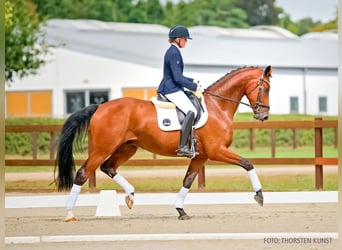 Hanoverian, Gelding, 4 years, 17 hh, Brown