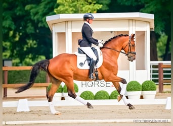 Hanoverian, Gelding, 4 years, 17 hh, Brown