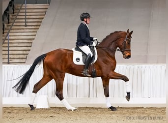 Hanoverian, Gelding, 4 years, 17 hh, Brown