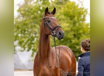 Hanoverian, Gelding, 4 years, 17 hh, Brown