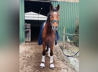 Hanoverian, Gelding, 4 years, 17 hh, Brown