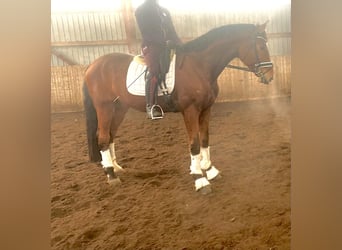 Hanoverian, Gelding, 4 years, 17 hh, Brown