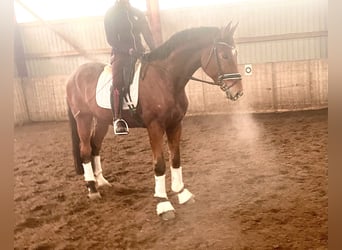 Hanoverian, Gelding, 4 years, 17 hh, Brown