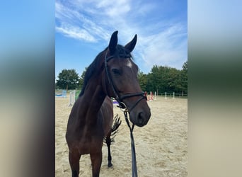 Hanoverian, Gelding, 4 years, 17 hh, Brown