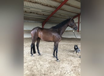 Hanoverian, Gelding, 4 years, 17 hh, Brown