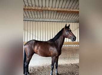 Hanoverian, Gelding, 4 years, 17 hh, Brown