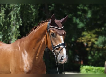 Hanoverian, Gelding, 4 years, 17 hh, Chestnut