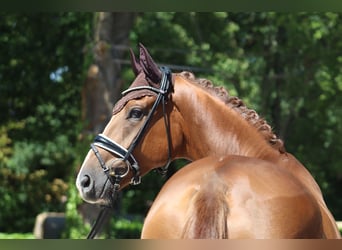Hanoverian, Gelding, 4 years, 17 hh, Chestnut