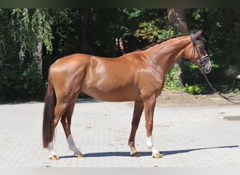 Hanoverian, Gelding, 4 years, 17 hh, Chestnut
