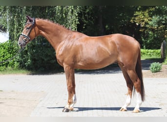 Hanoverian, Gelding, 4 years, 17 hh, Chestnut