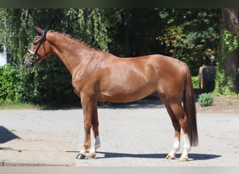 Hanoverian, Gelding, 4 years, 17 hh, Chestnut