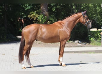 Hanoverian, Gelding, 4 years, 17 hh, Chestnut