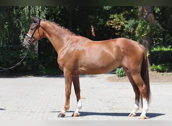 Hanoverian, Gelding, 4 years, 17 hh, Chestnut
